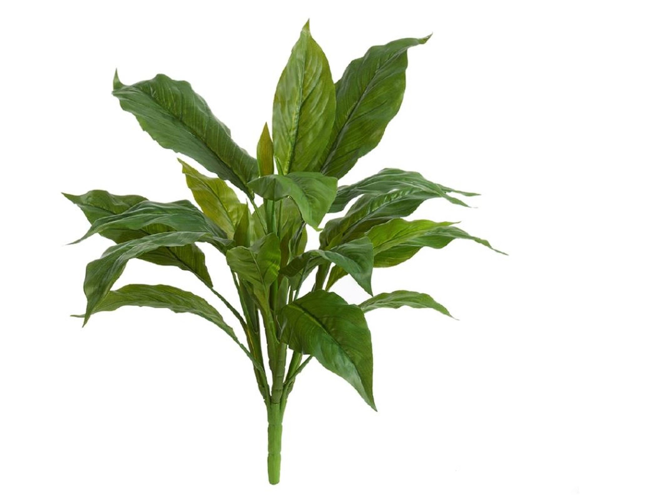 Спацифилум куст Мидл зелёный (Sensitive Botanic) TZ.PL.TR.674