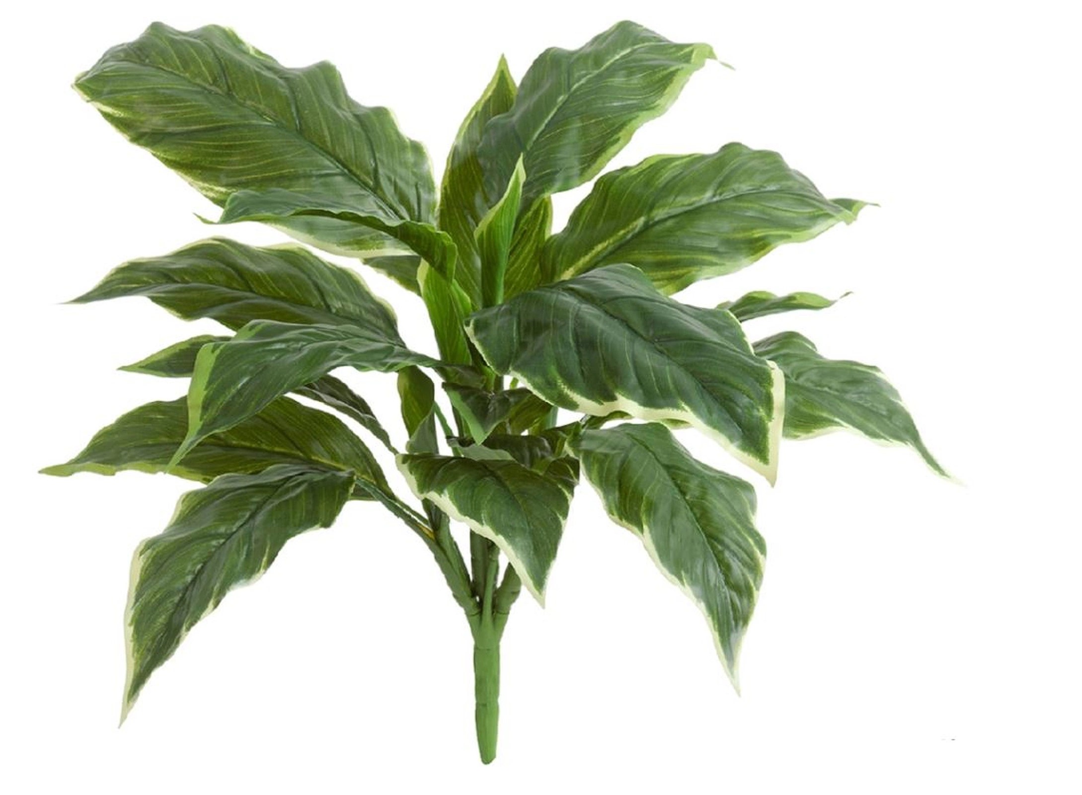 Хоста Соу Свит зелёная с белой каймой (Sensitive Botanic) TZ.PL.TR.754