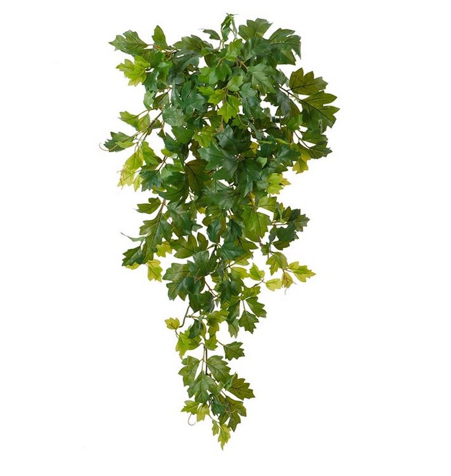 Циссус Новый ампельный (Sensitive Botanic) TZ.PL.TR.849