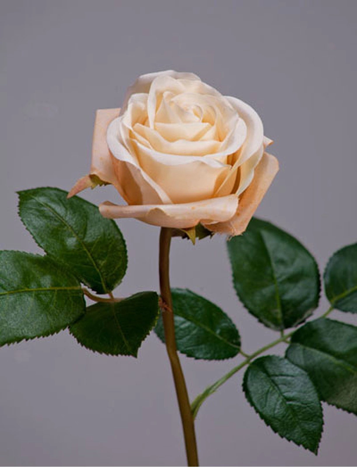 Роза Флорибунда Мидл крем TZ.PL.TR.1642